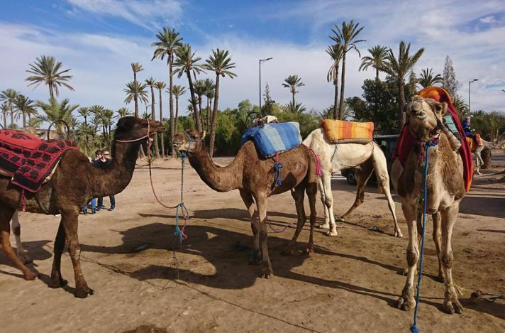 Tout ce qu'il faut faire et ne pas faire au Maroc